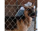 Adopt Philley a German Shepherd Dog