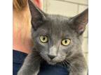 Adopt Jason a Domestic Short Hair