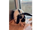 Adopt Rune a Bunny Rabbit