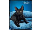 Adopt Vader a Domestic Short Hair