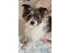 Adopt Shiloh a Yorkshire Terrier, Papillon