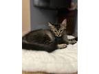 Adopt Eeyore a Domestic Medium Hair, Maine Coon