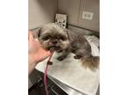 Adopt Hershey a Shih Tzu