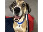 Adopt Duke a Great Dane, Rhodesian Ridgeback