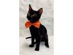 Adopt Oscar a Domestic Short Hair