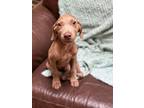 Adopt Apple Cider a Weimaraner, Mixed Breed