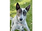 Dog for adoption - Dusty, an Australian Cattle Dog / Blue Heeler Mix