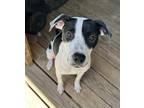 Dog for adoption - Bug, an American Staffordshire Terrier & Pit Bull Terrier Mix