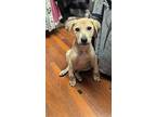 Ramen, Labrador Retriever For Adoption In Windermere, Florida