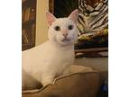 Yuki, Domestic Shorthair For Adoption In Chattanooga, Tennessee