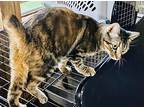 Sassy, Manx For Adoption In Bertram, Texas