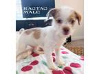 Ragtag, Terrier (unknown Type, Small) For Adoption In Wilson, North Carolina