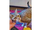 Simone - Young & Beautiful, Domestic Shorthair For Adoption In Hillsboro, Oregon