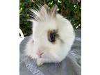 Holly, Lionhead For Adoption In Los Angeles, California