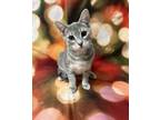 Adopt Bon Bon (416) a Domestic Short Hair