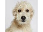 Adopt Missy a Poodle, Wheaten Terrier