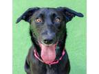 Adopt Frankie a Border Collie, Labrador Retriever