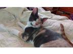 Adopt Hope (Full) a Domestic Short Hair