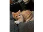 Adopt Marie `Madam` Curie a Domestic Medium Hair, Domestic Short Hair