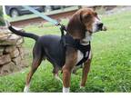 Adopt Reesa a Beagle, Basset Hound