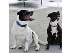 Adopt Nessa & Blue a Mixed Breed