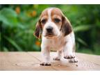 Basset Hound Puppy for sale in South Bend, IN, USA