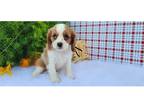 Cavalier King Charles Spaniel Puppy for sale in Bloomington, IN, USA