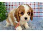 Cavalier King Charles Spaniel Puppy for sale in Bloomington, IN, USA