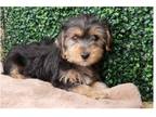 Yorkshire Terrier Puppy for sale in Springfield, MO, USA