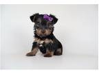 Yorkshire Terrier Puppy for sale in Springfield, MO, USA