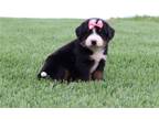 Mutt Puppy for sale in Cambridge, OH, USA