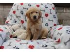 Golden Retriever Puppy for sale in Cambridge, OH, USA