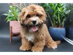 Shih-Poo Puppy for sale in Kirksville, MO, USA