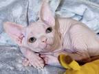 Candy Canadian Sphynx Female White