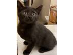 Adopt ZURI a Domestic Short Hair