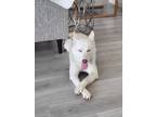 Adopt Suki (FKA Frannie) a Siberian Husky