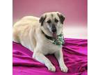 Adopt Sunshine Louise a Anatolian Shepherd, Great Pyrenees