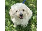 Adopt Marshmallow 2024 a Poodle, Bichon Frise