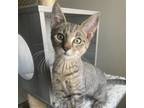 Adopt Buttercup a Domestic Short Hair