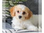 Cavachon PUPPY FOR SALE ADN-818203 - f1 Cavachon