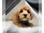 ShihPoo PUPPY FOR SALE ADN-818284 - Adorable Male ShihPoo Puppy