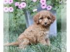 Cavapoo PUPPY FOR SALE ADN-818325 - f1b Cavapoo