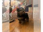 Yorkshire Terrier PUPPY FOR SALE ADN-818348 - Yorkies