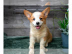 Pembroke Welsh Corgi PUPPY FOR SALE ADN-818454 - Stunning ACA Corgi Puppies