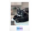 Adopt Samara a Domestic Short Hair