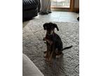 Adopt Anya a Terrier