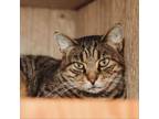 Adopt Goldie a Domestic Short Hair