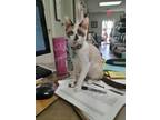 Adopt Ophelia (Ms. Snowshoe) a Domestic Short Hair