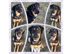 Adopt Ivy CFS 240063242 a Shepherd