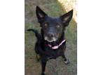 Adopt Bailey (Adriana) a German Shepherd Dog, Labrador Retriever